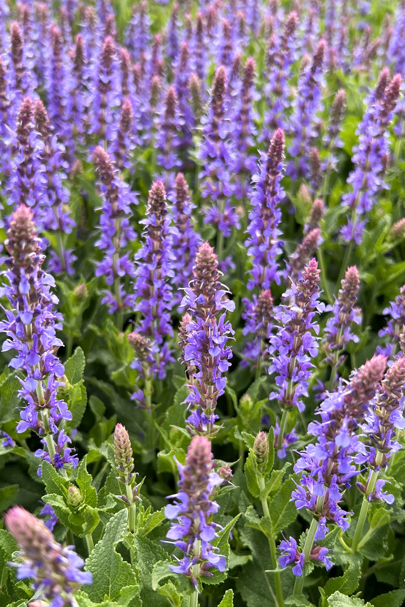 Salvia, Blue Hill