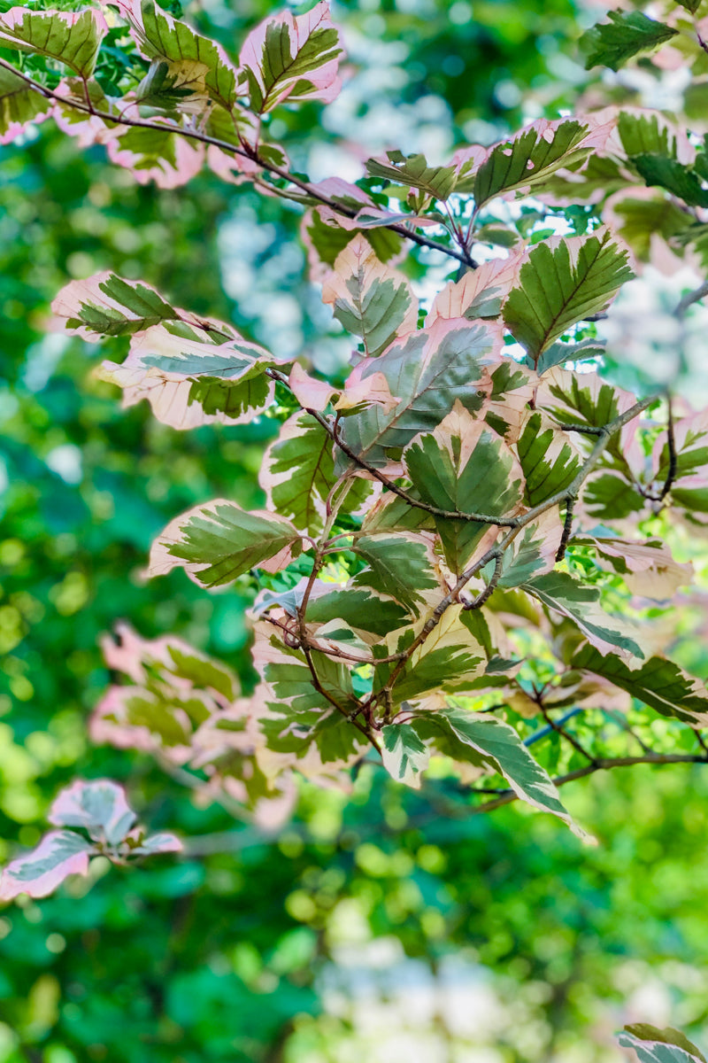Beech, Eur Tricolor