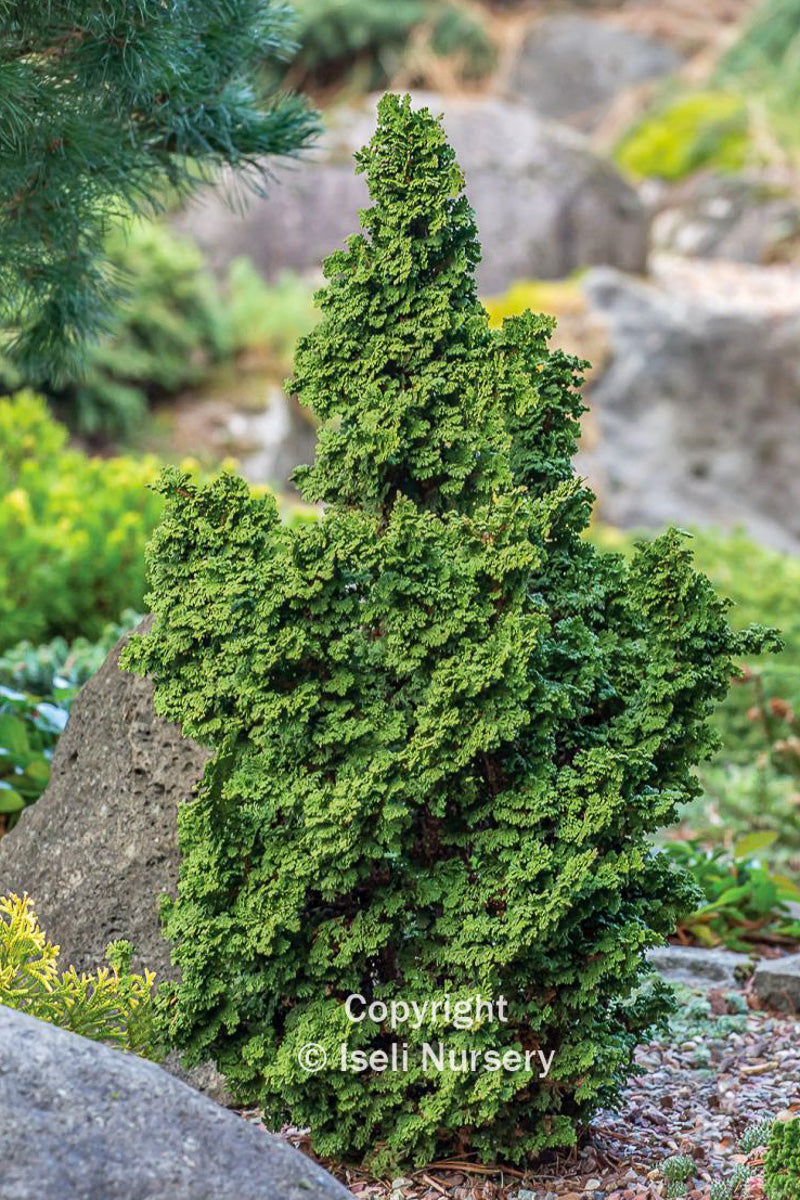 Arborvitae, Primo