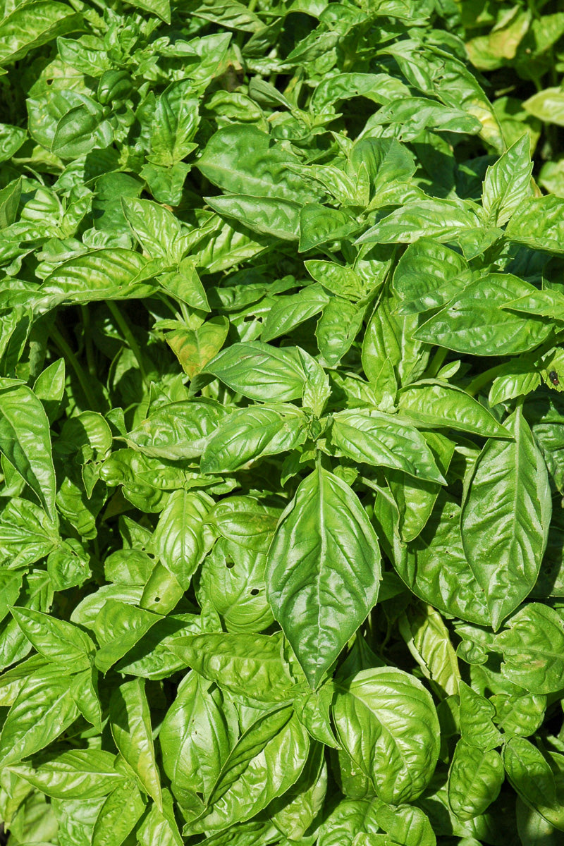 Herb, Basil Common Sweet