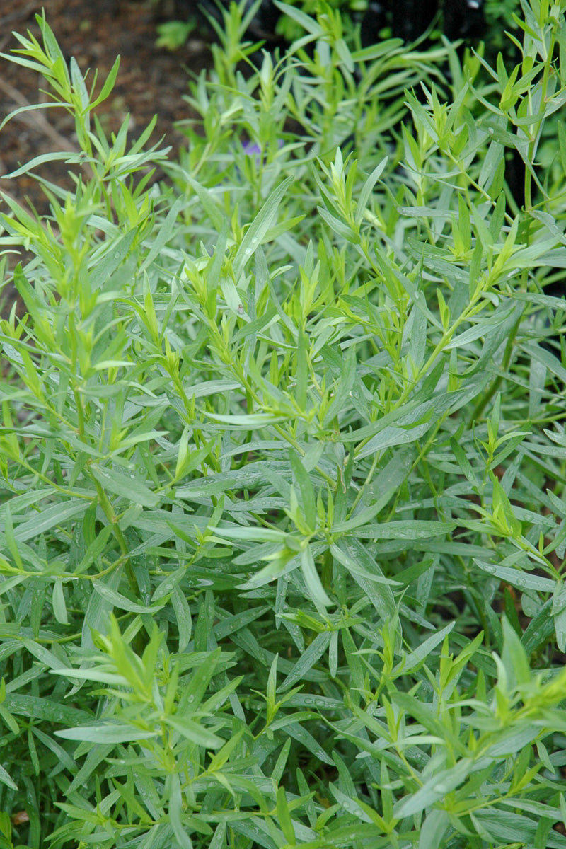 Herb Tarragon French