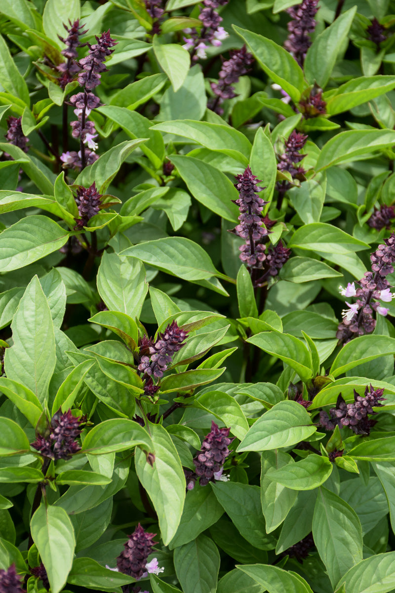 Herb, Basil Common Sweet