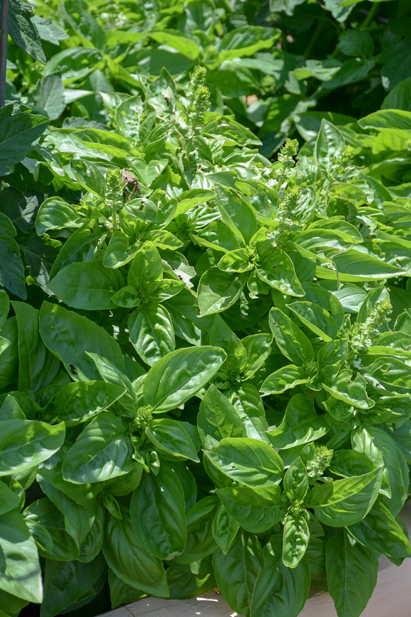 Herb, Basil Dolce Fresca Sweet