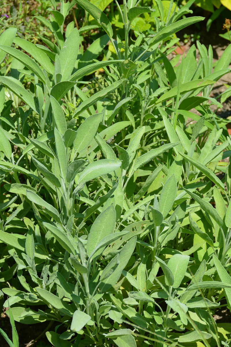 Herb Sage