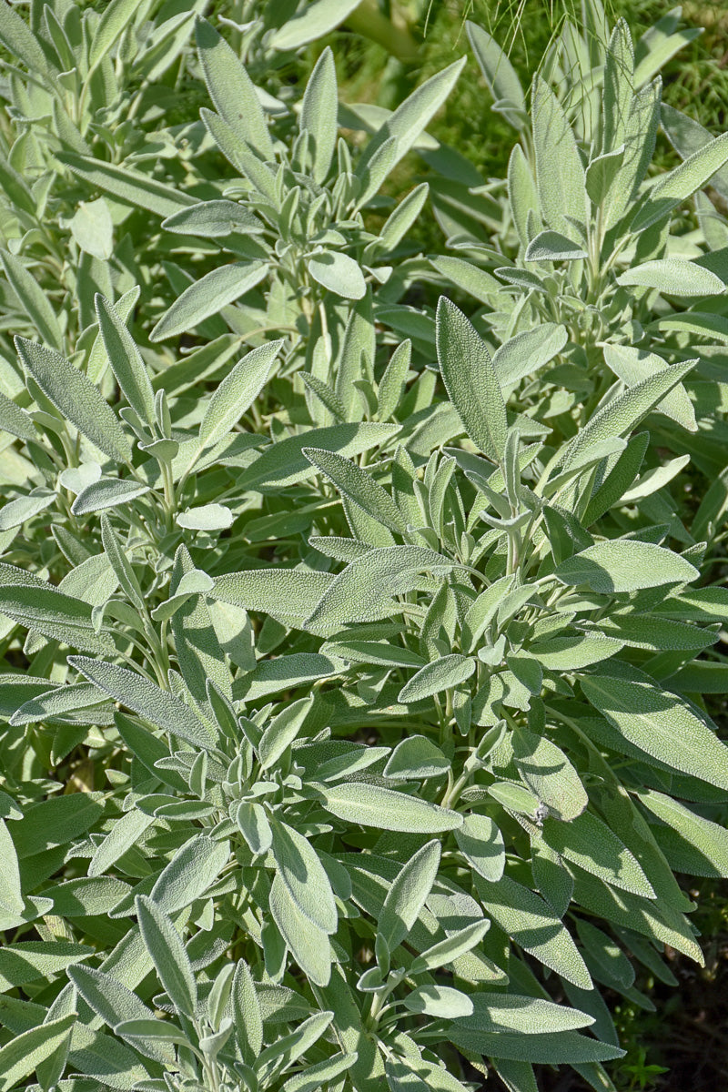 Organic Herb, Sage Garden