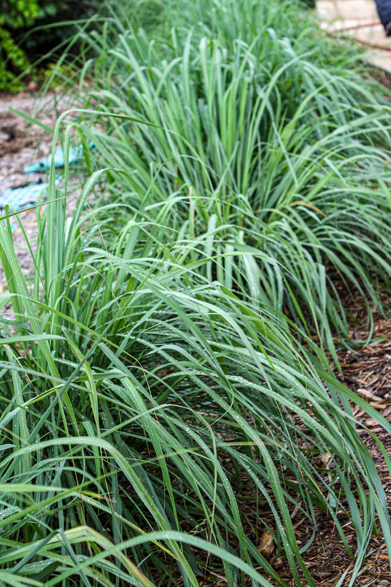 Herb, Lemon Grass