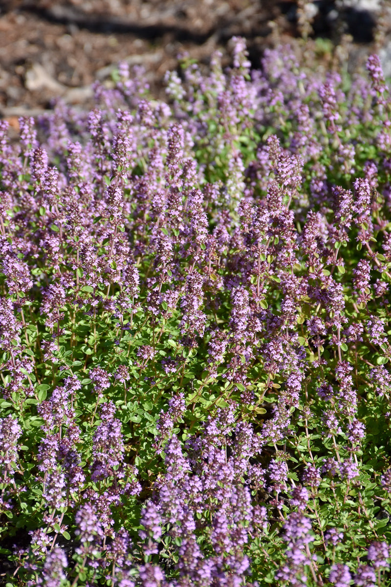 Herb Thyme Lemon