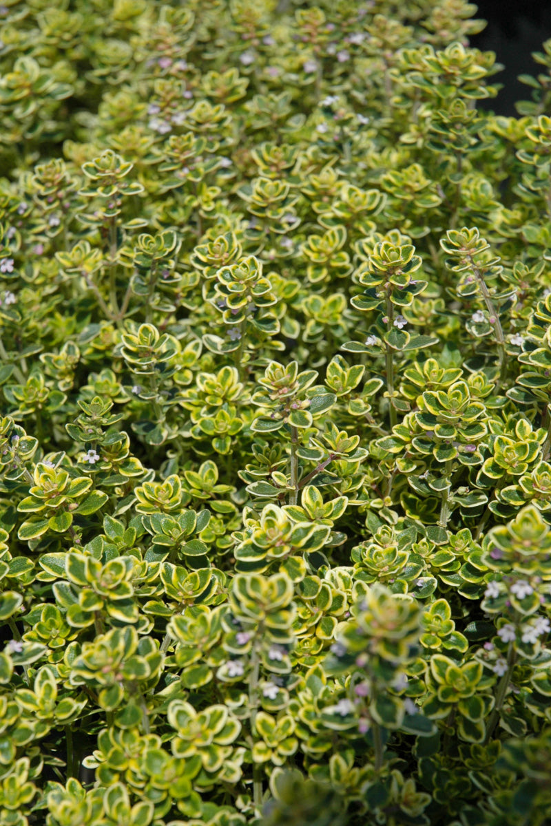 Herb Thyme Lemon