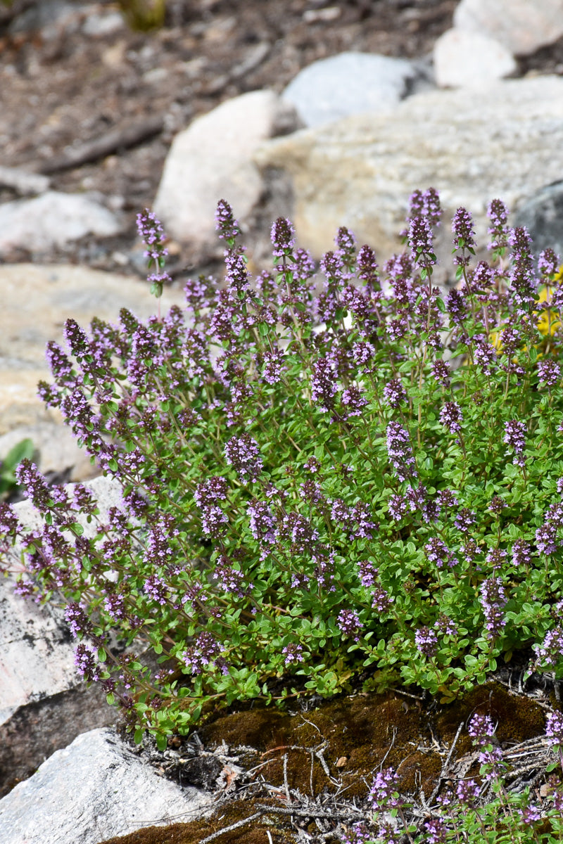 Herb Thyme Lemon