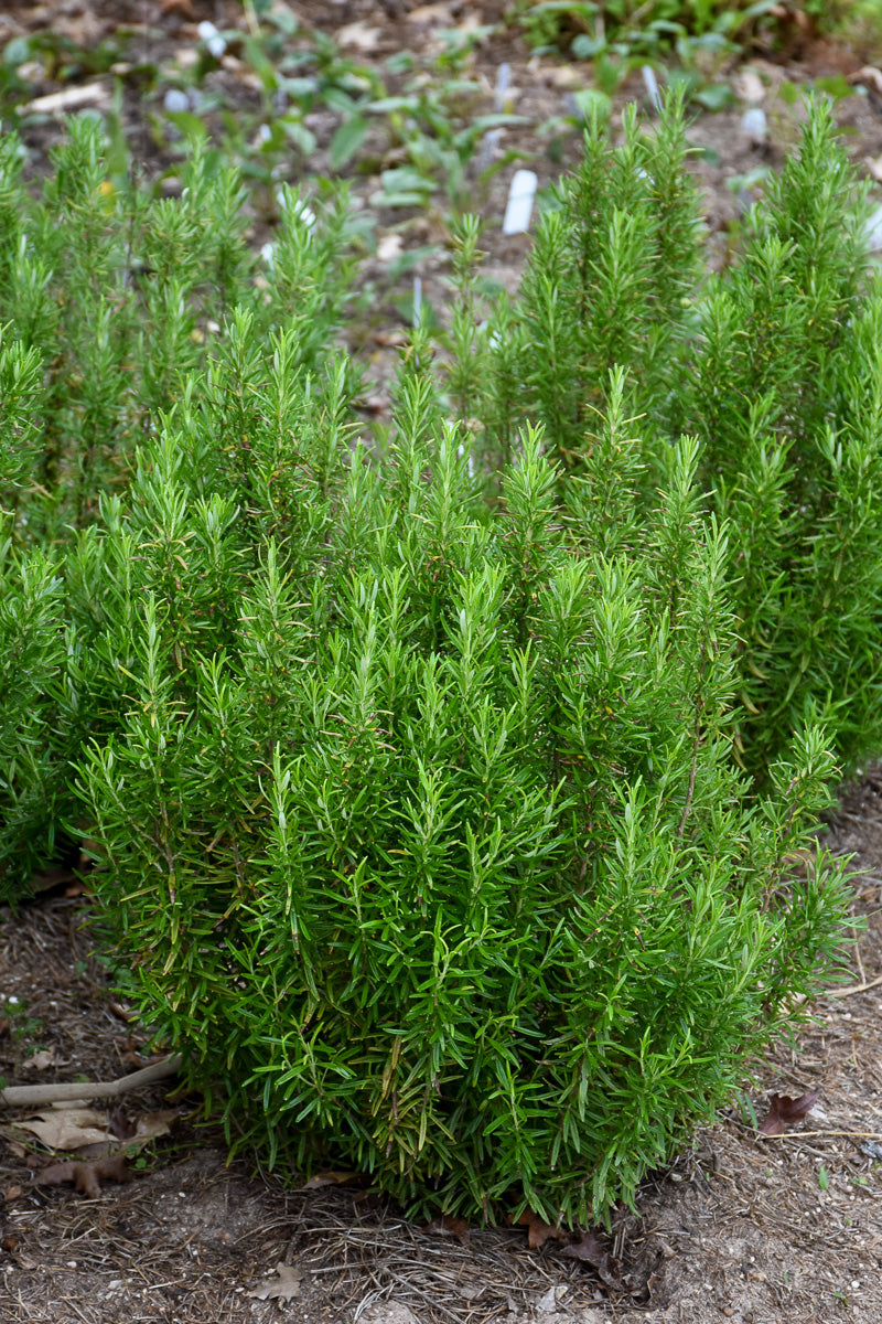 Herb Rosemary Bbq