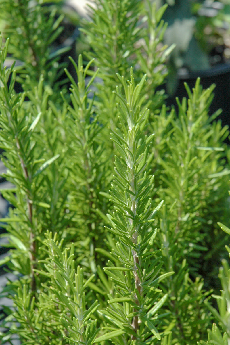 Herb Rosemary Bbq