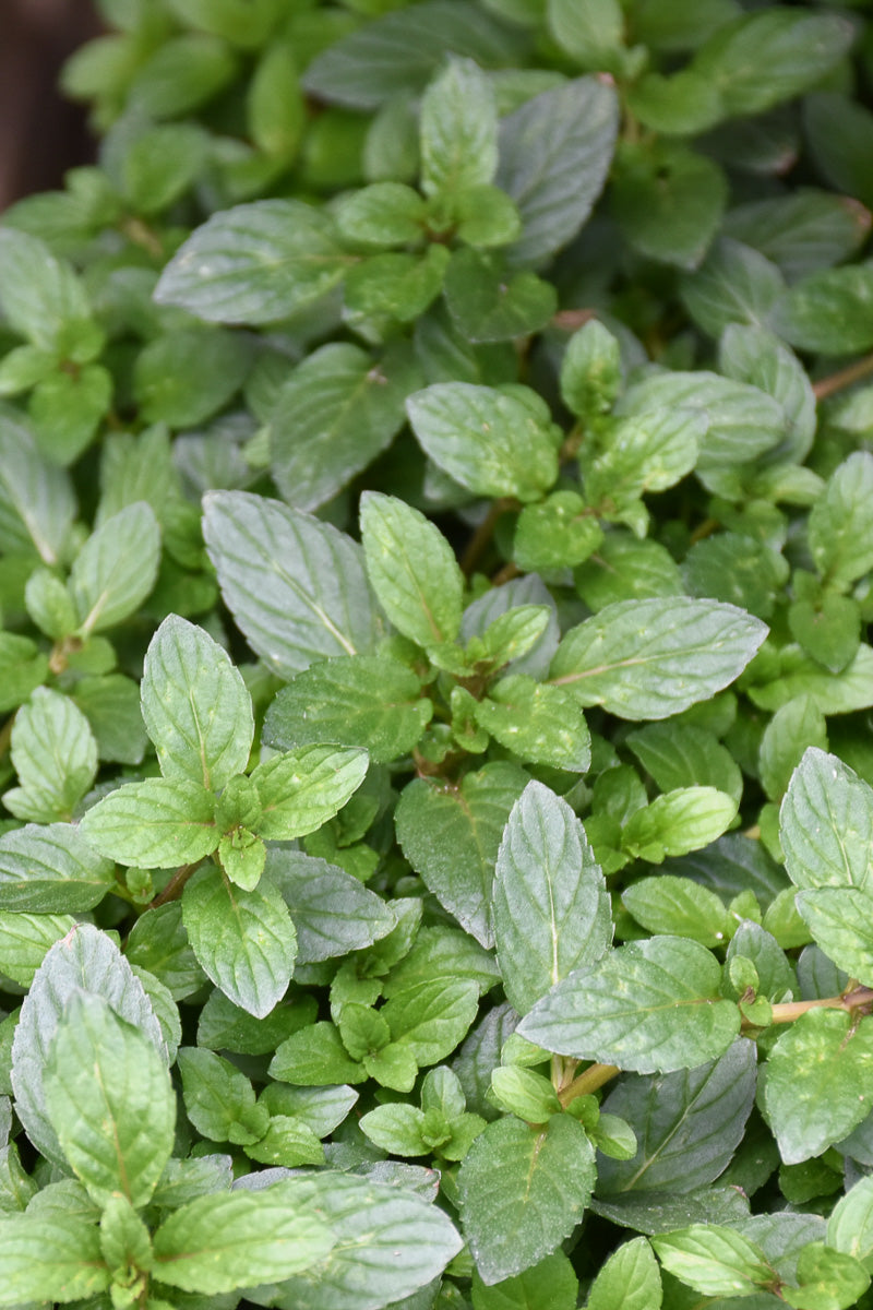 Herb, Mint Peppermint