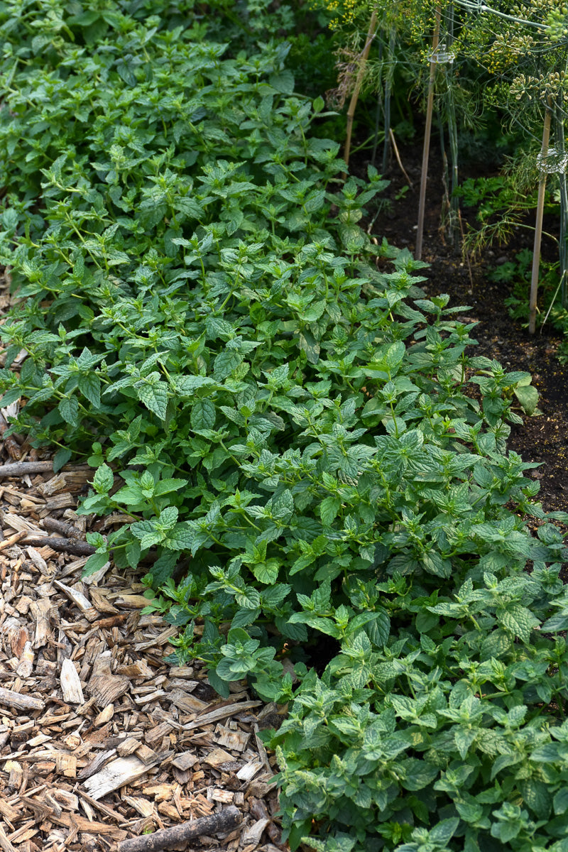 Herb, Mint Peppermint