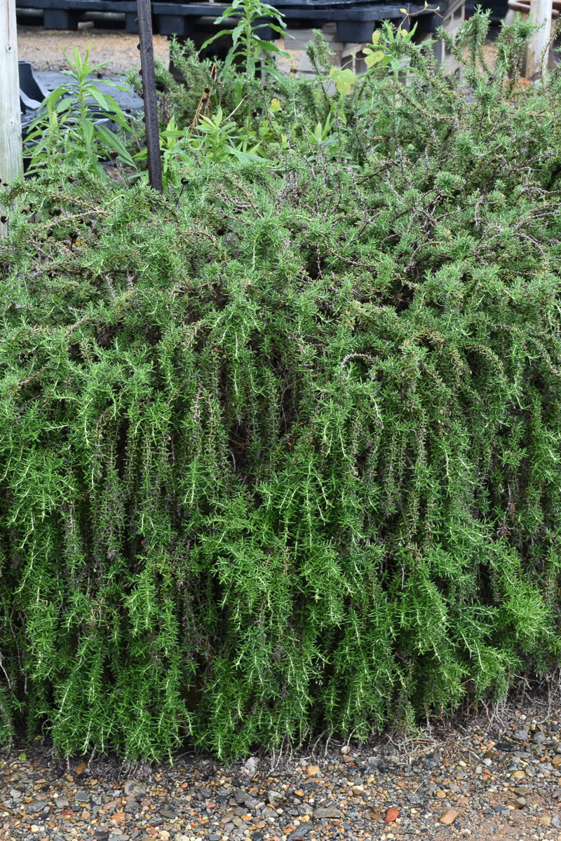 Herb Rosemary Prostrate