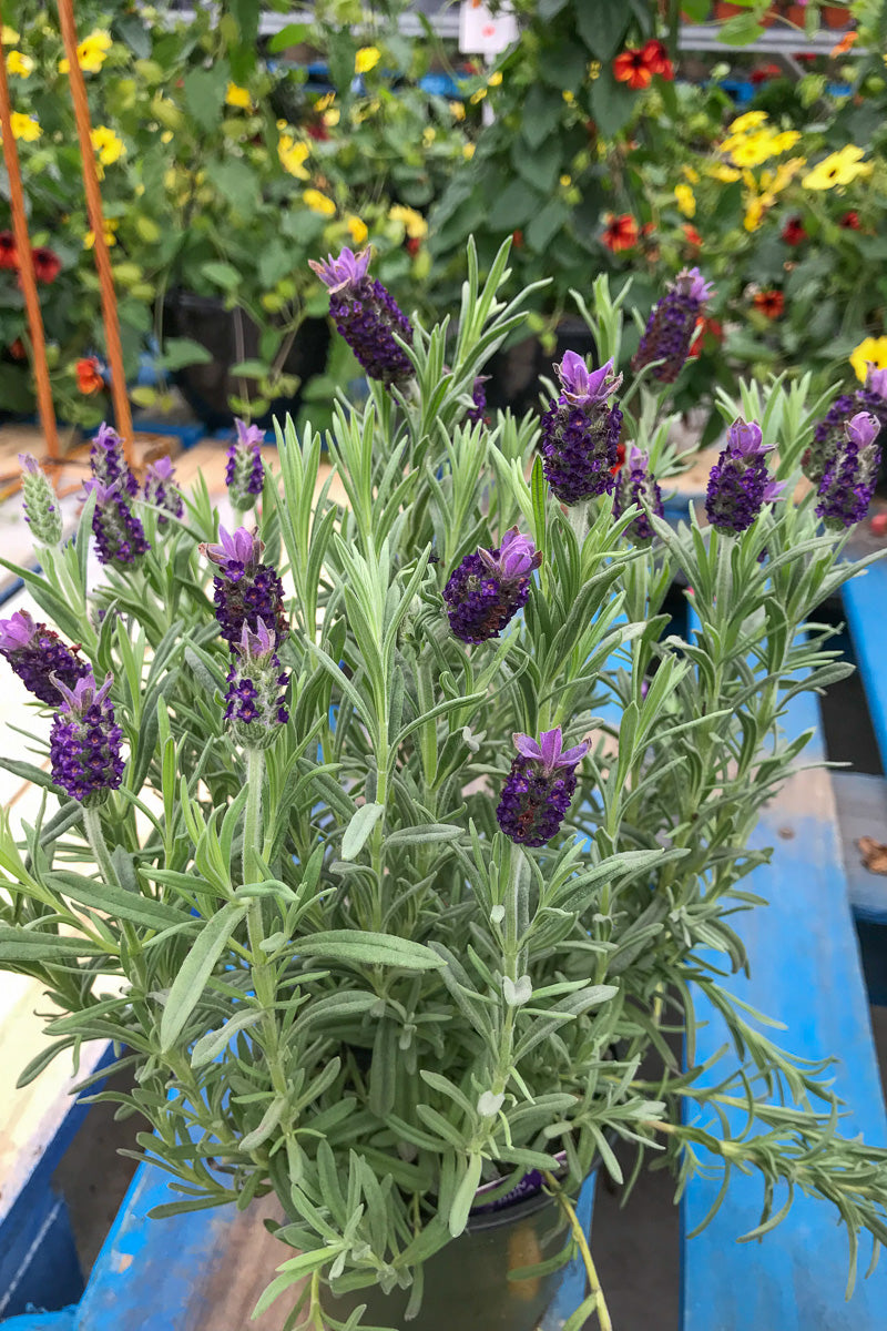Spanish Lavender