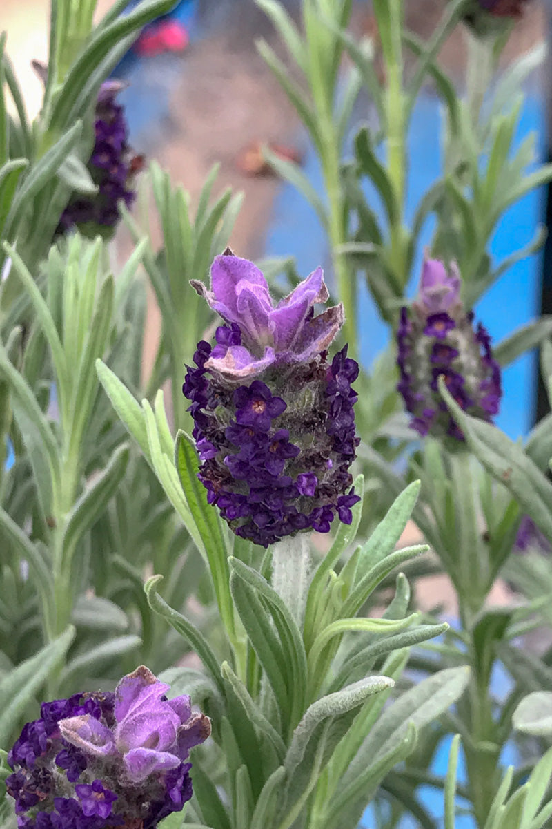 Spanish Lavender