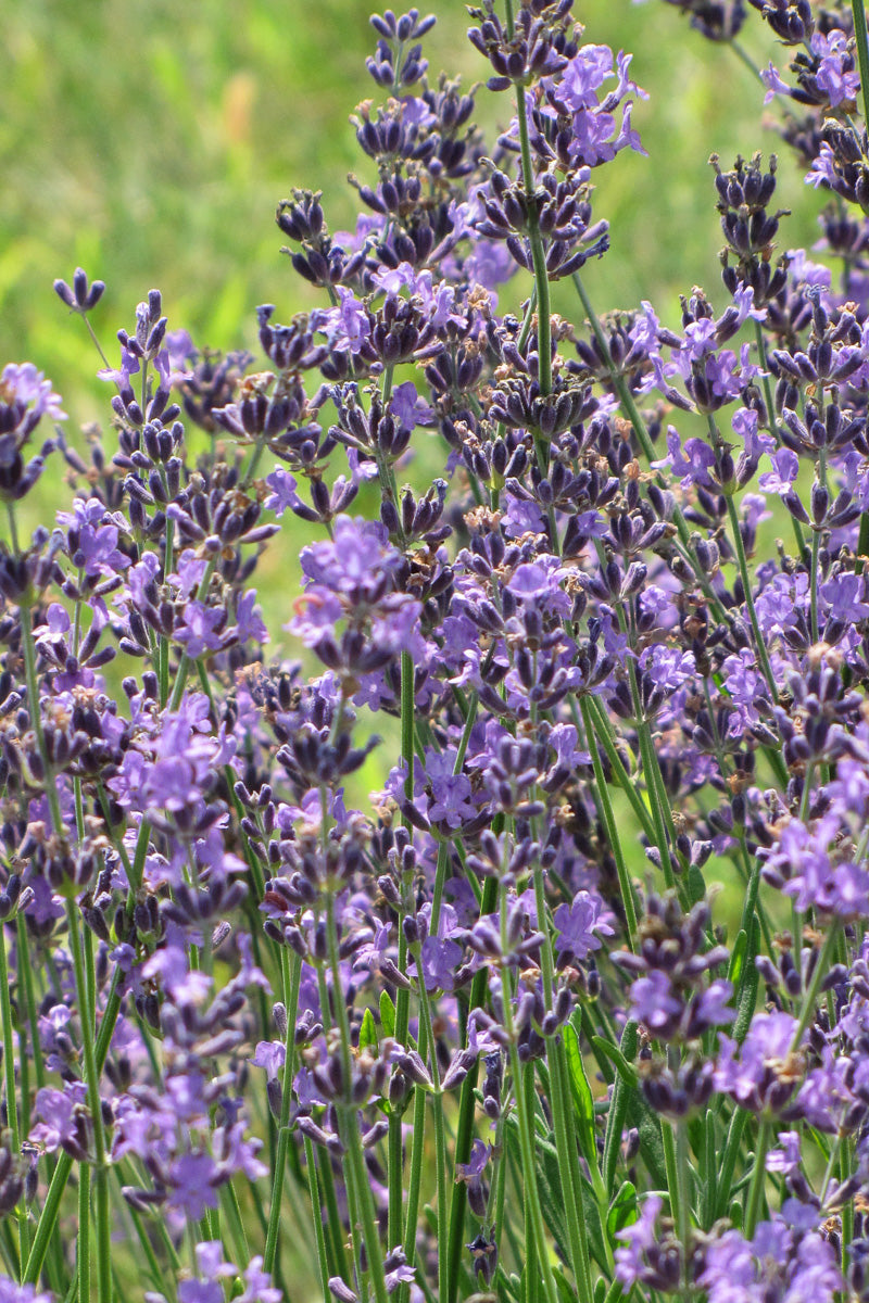 Lavender, English 6"
