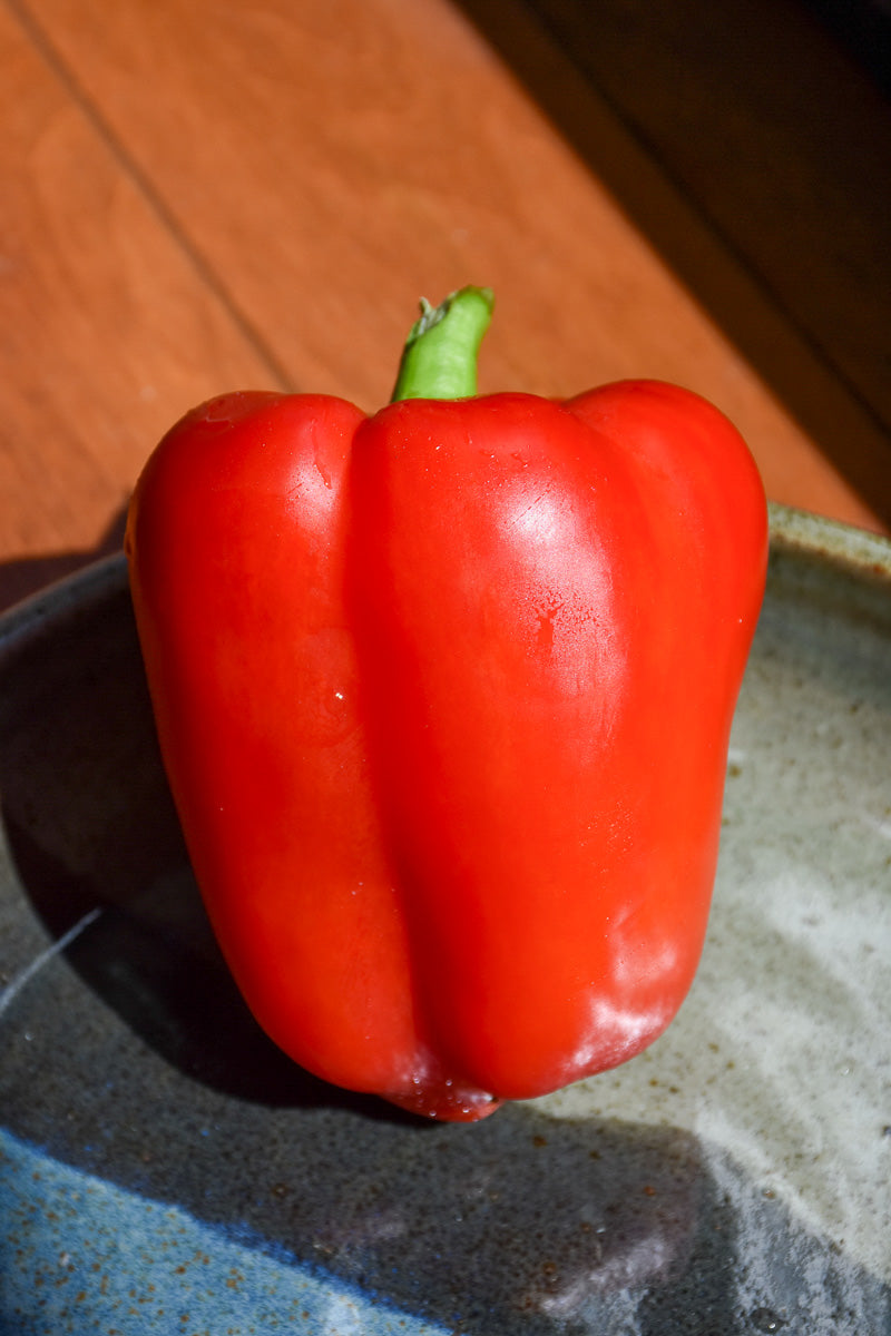 Vegetable, Pepper Better Belle
