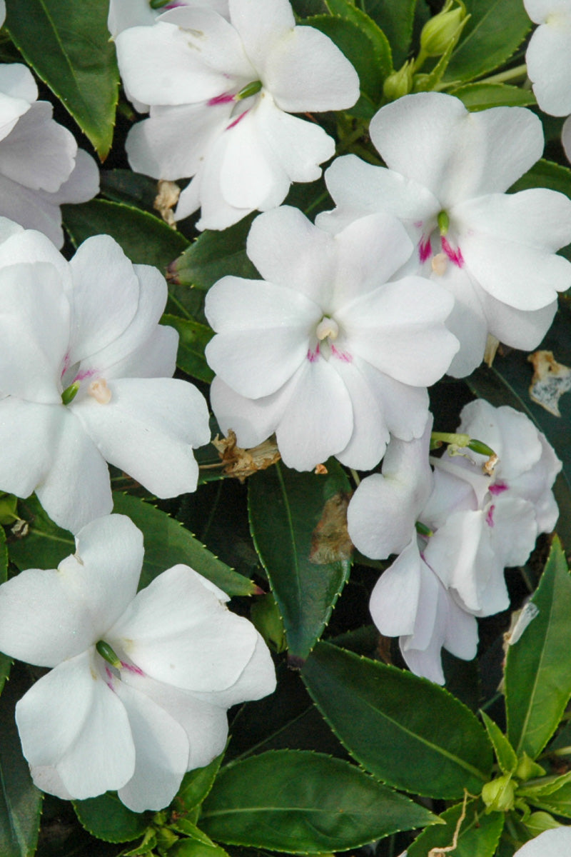 Impatiens, Bounce White