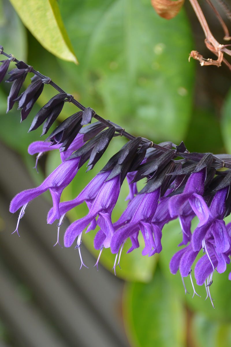 Salvia, Purple & Bloom