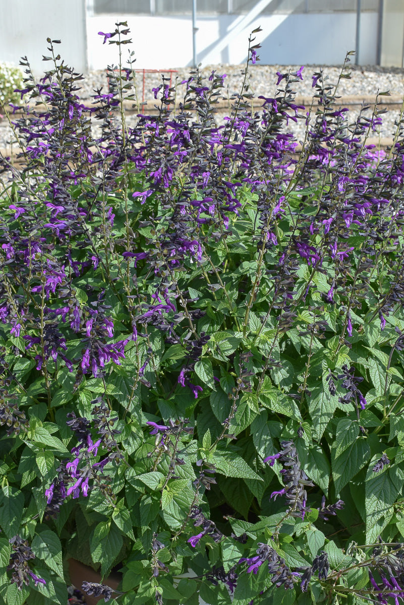 Salvia, Purple & Bloom