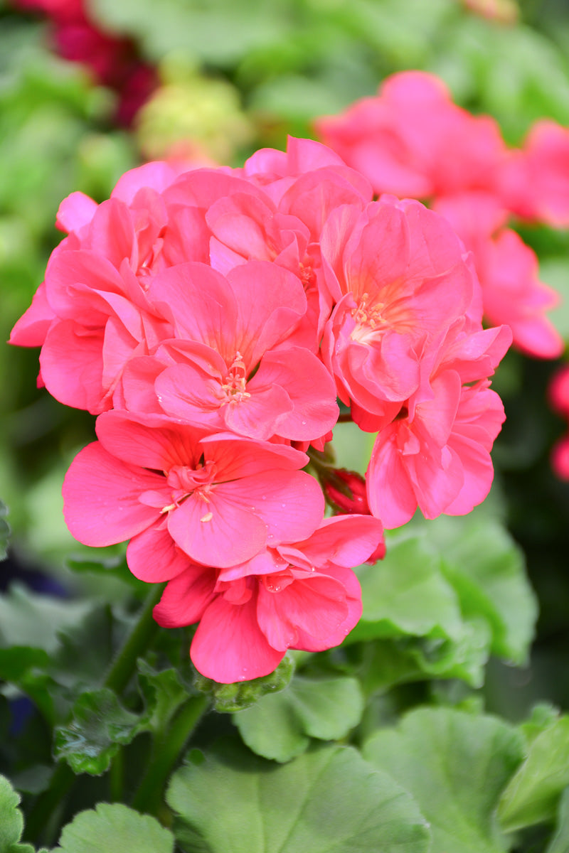 Geranium Bright Violet