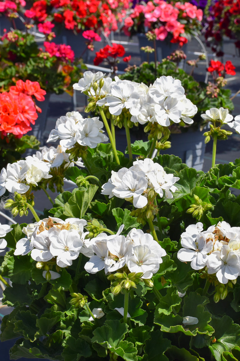 Geranium, Mojo White