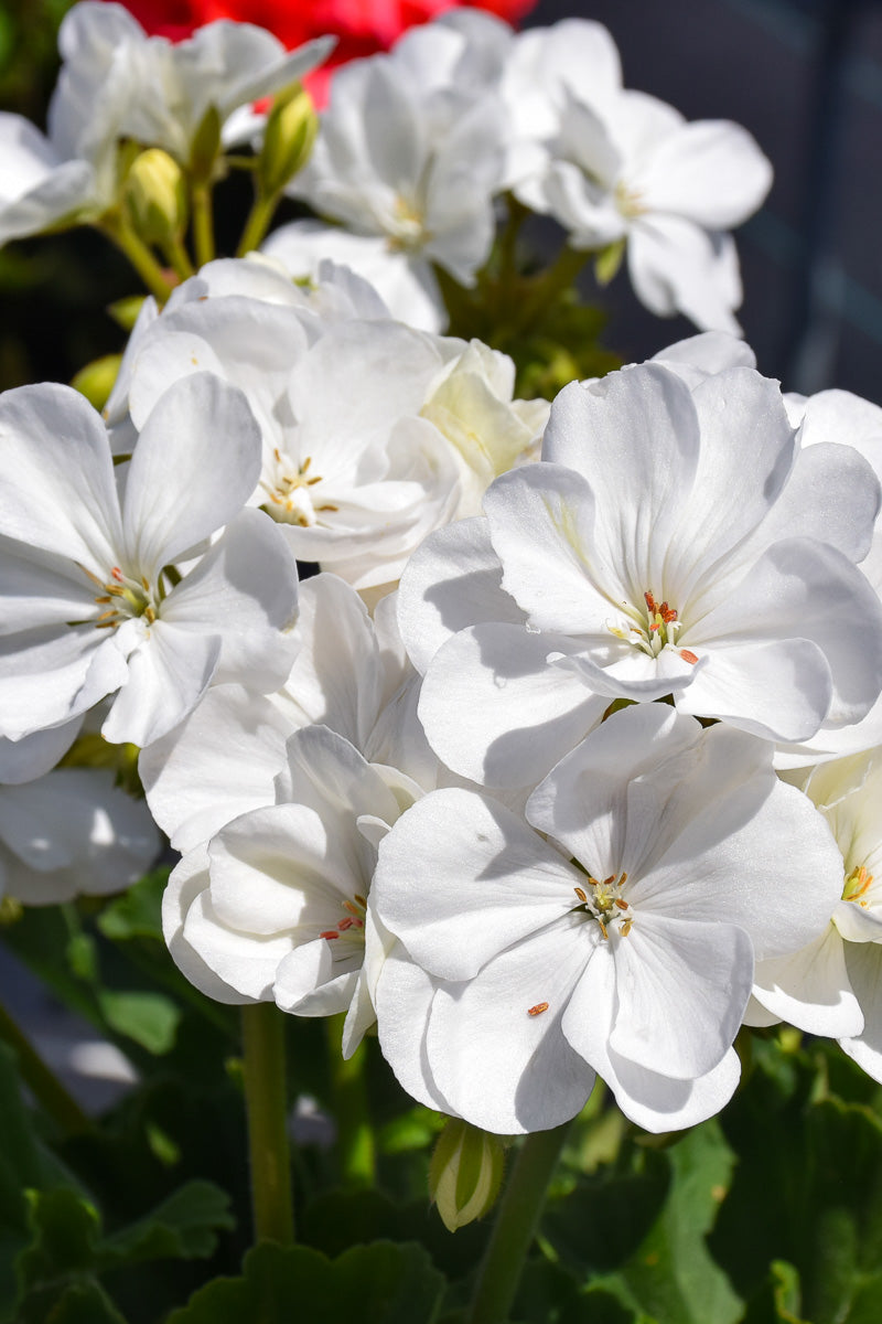 Geranium, Mojo White