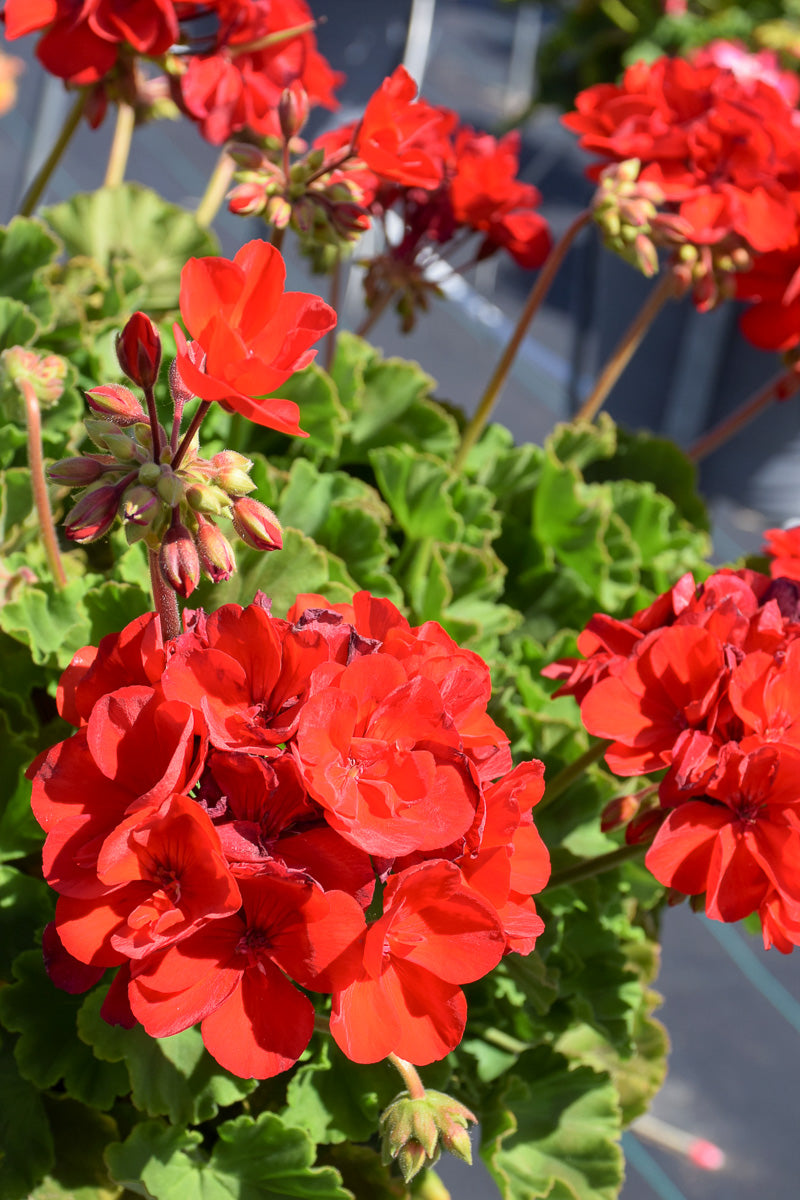 Geranium, American Dark Red