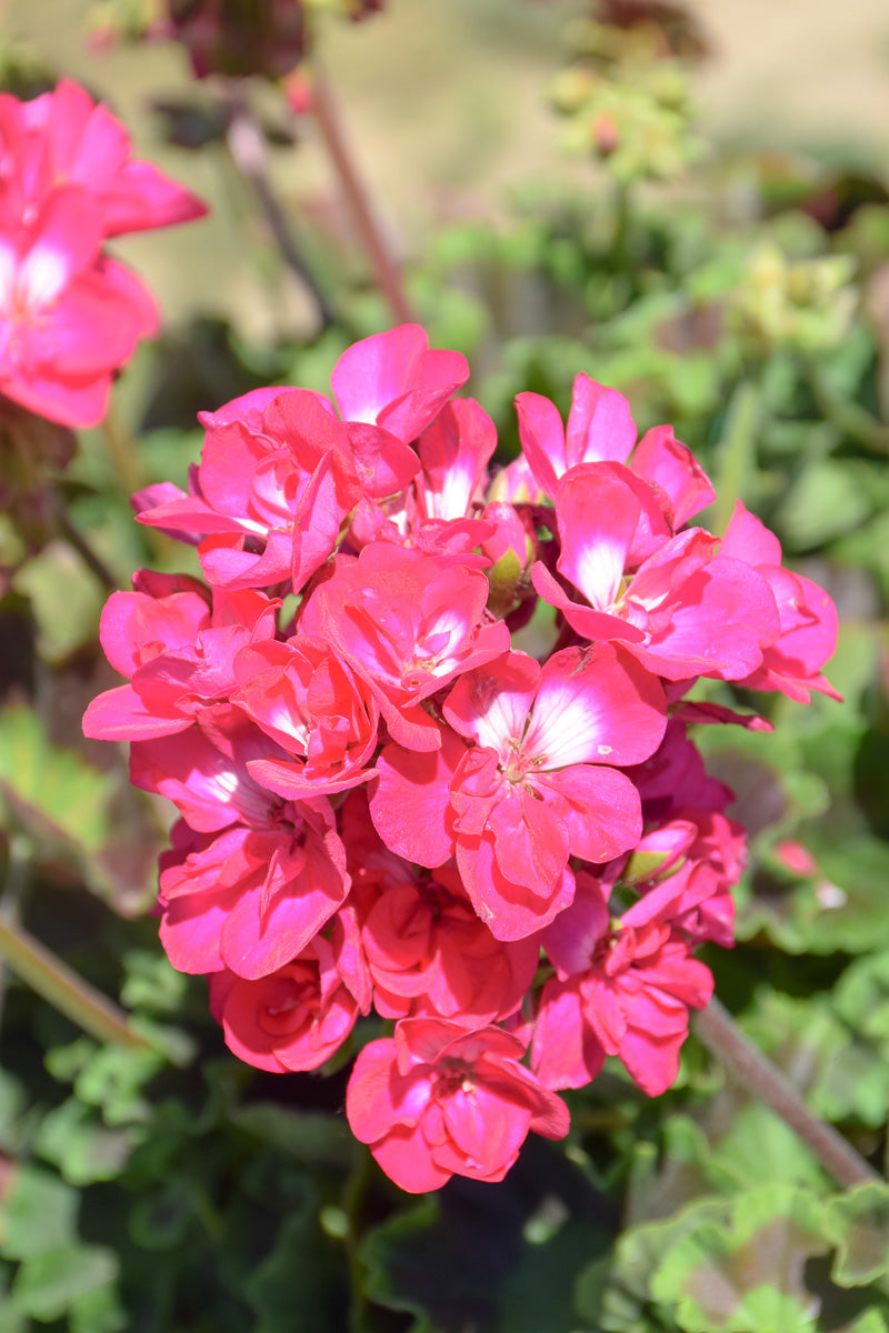 Geranium, Hot Rose