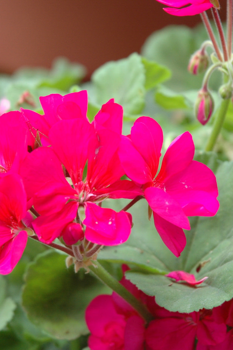 Geranium Violet