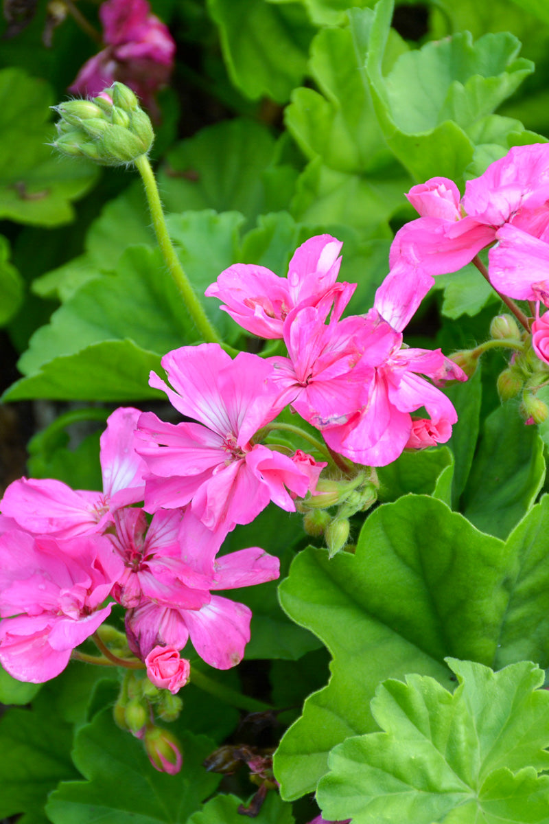 Calliope Geranium Pink