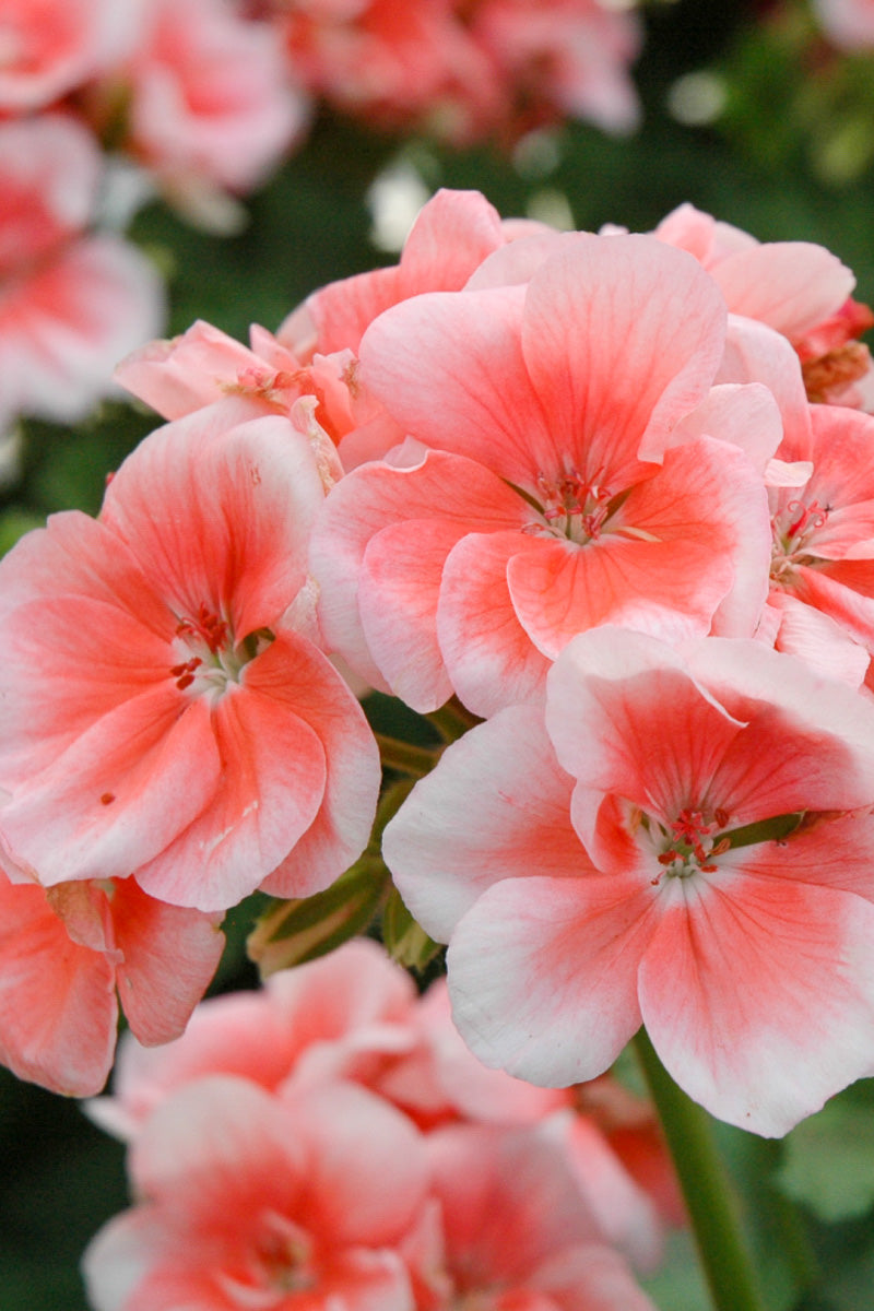 Geranium, Patriot Salmon