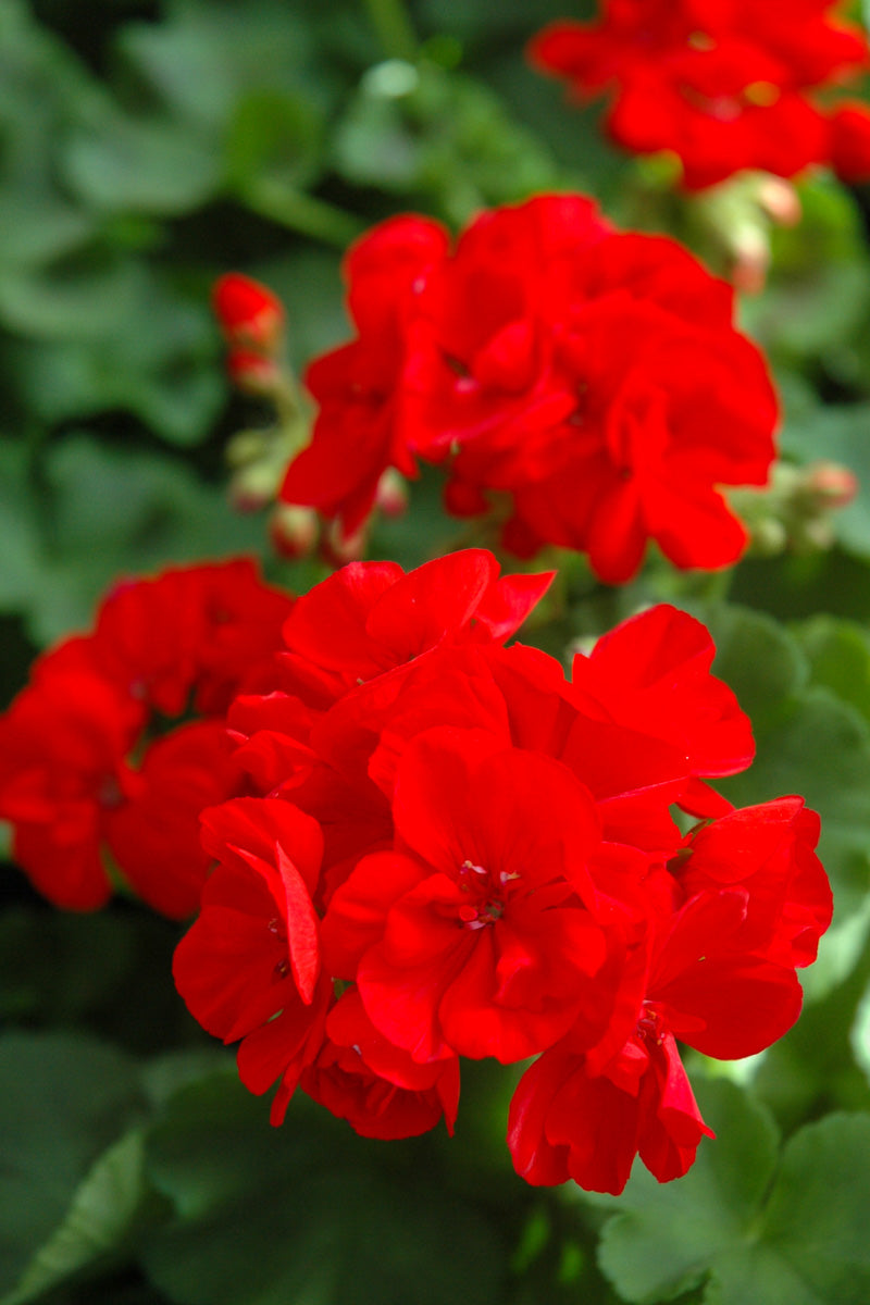 Geranium, Patriot Bright Red