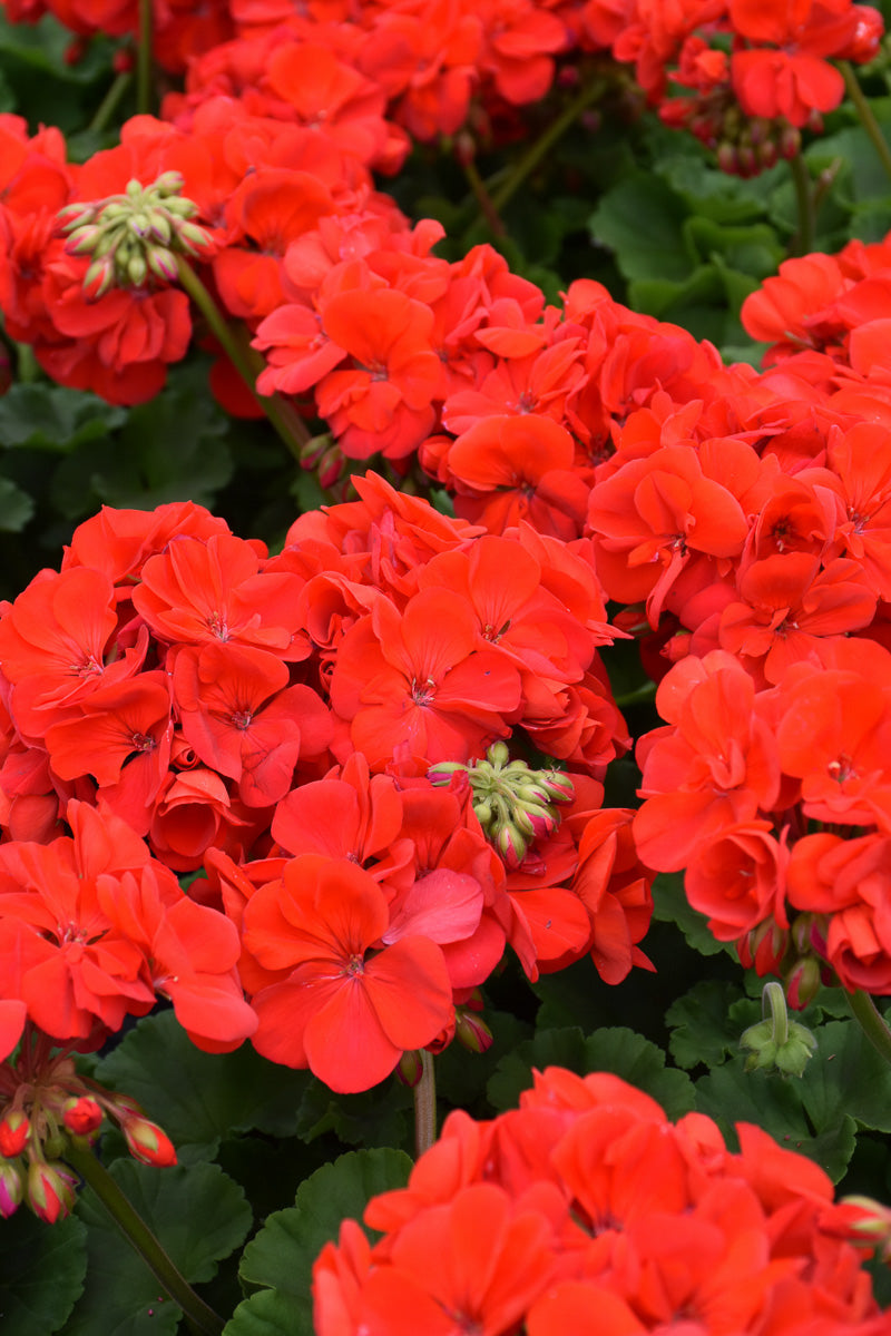Geranium, Patriot Bright Red
