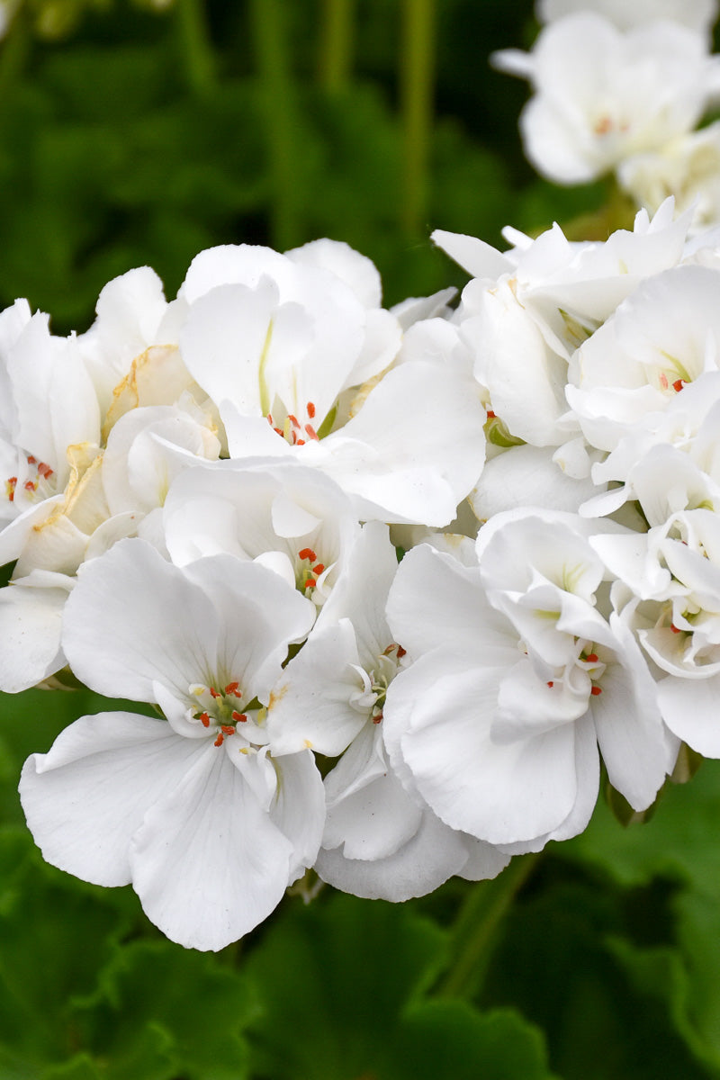 Geranium, Patriot White