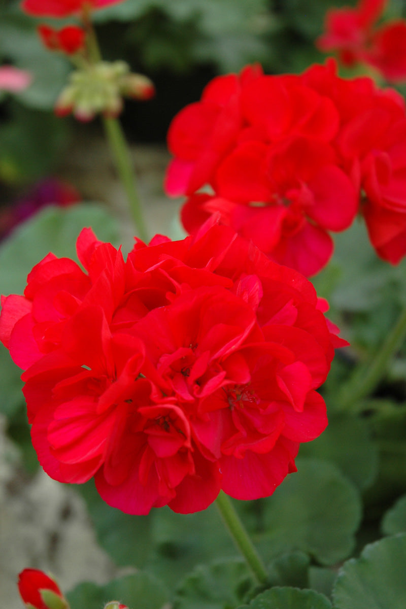 Geranium, Maestro Sassy Dark Red