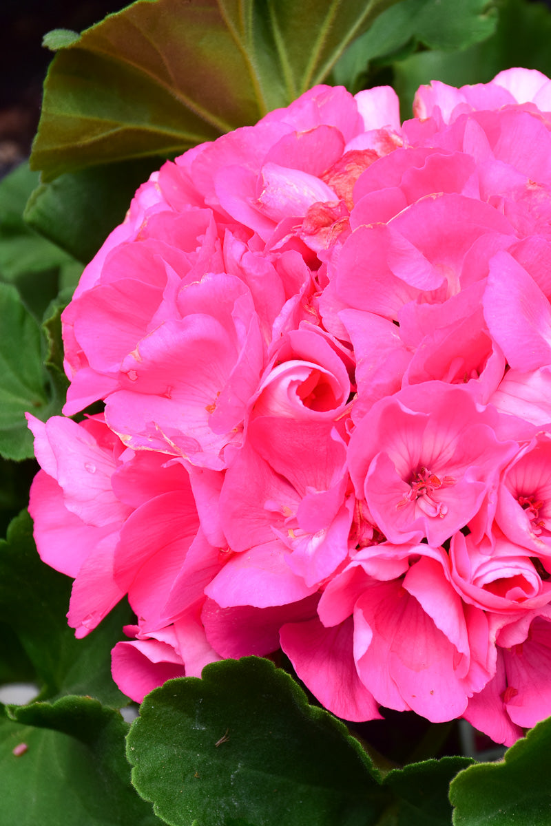 Geranium, American Pink