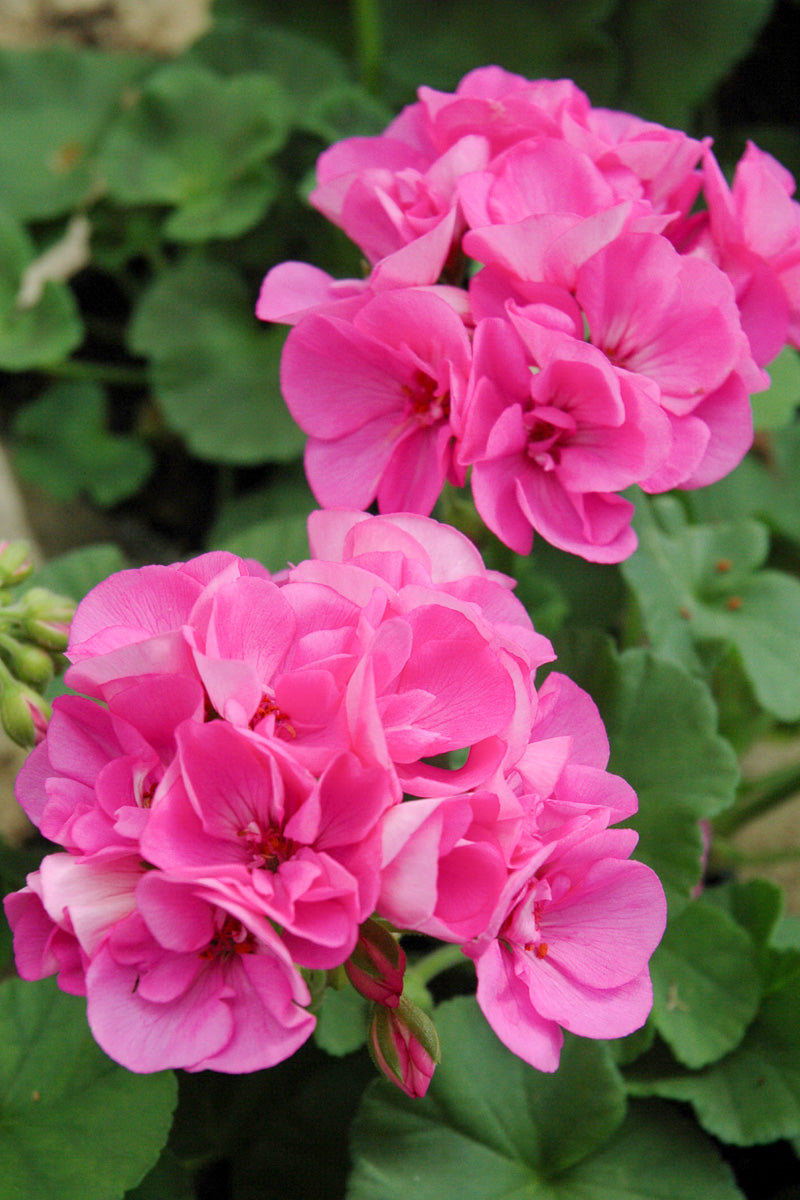 Geranium, Lavender Blue