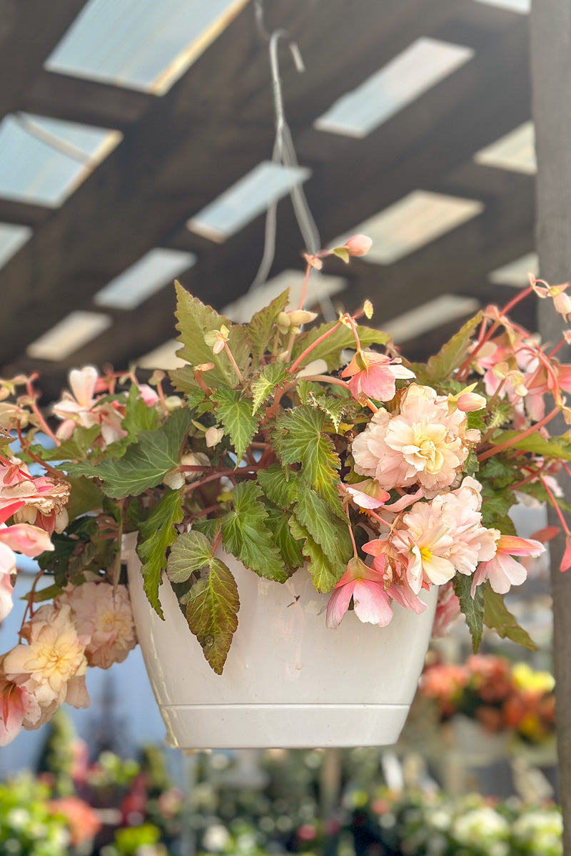 Begonia, Appleblossom