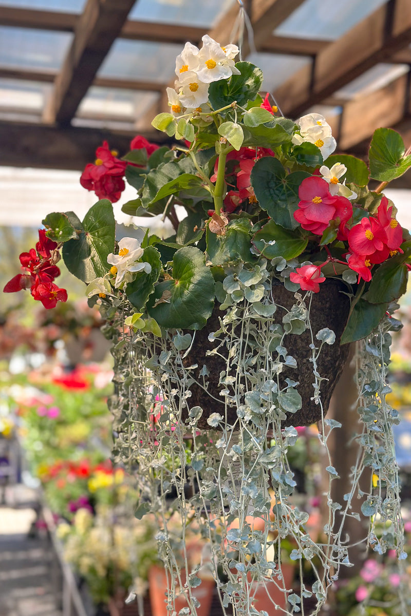 Family Affair, Fiber Hanging Basket