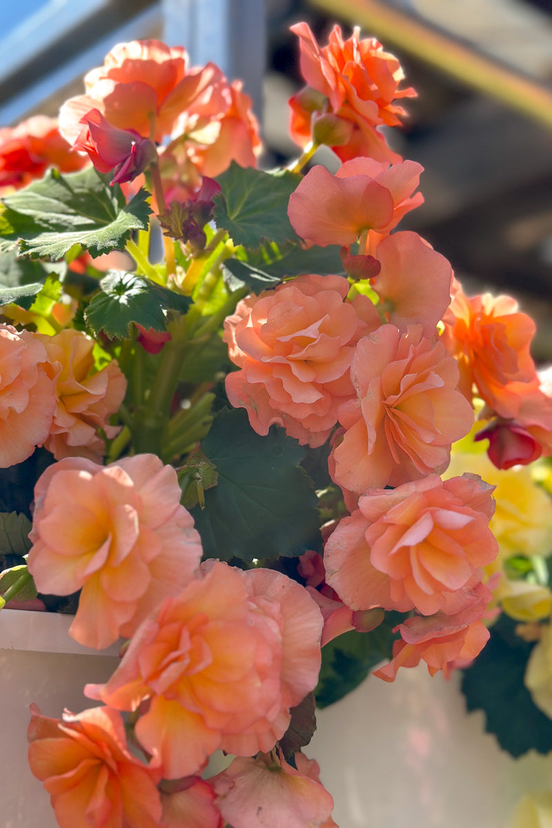 Begonia, Solenia Apricot