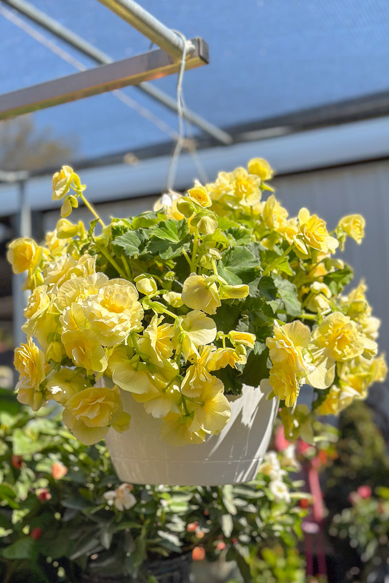Begonia, Solenia Yellow