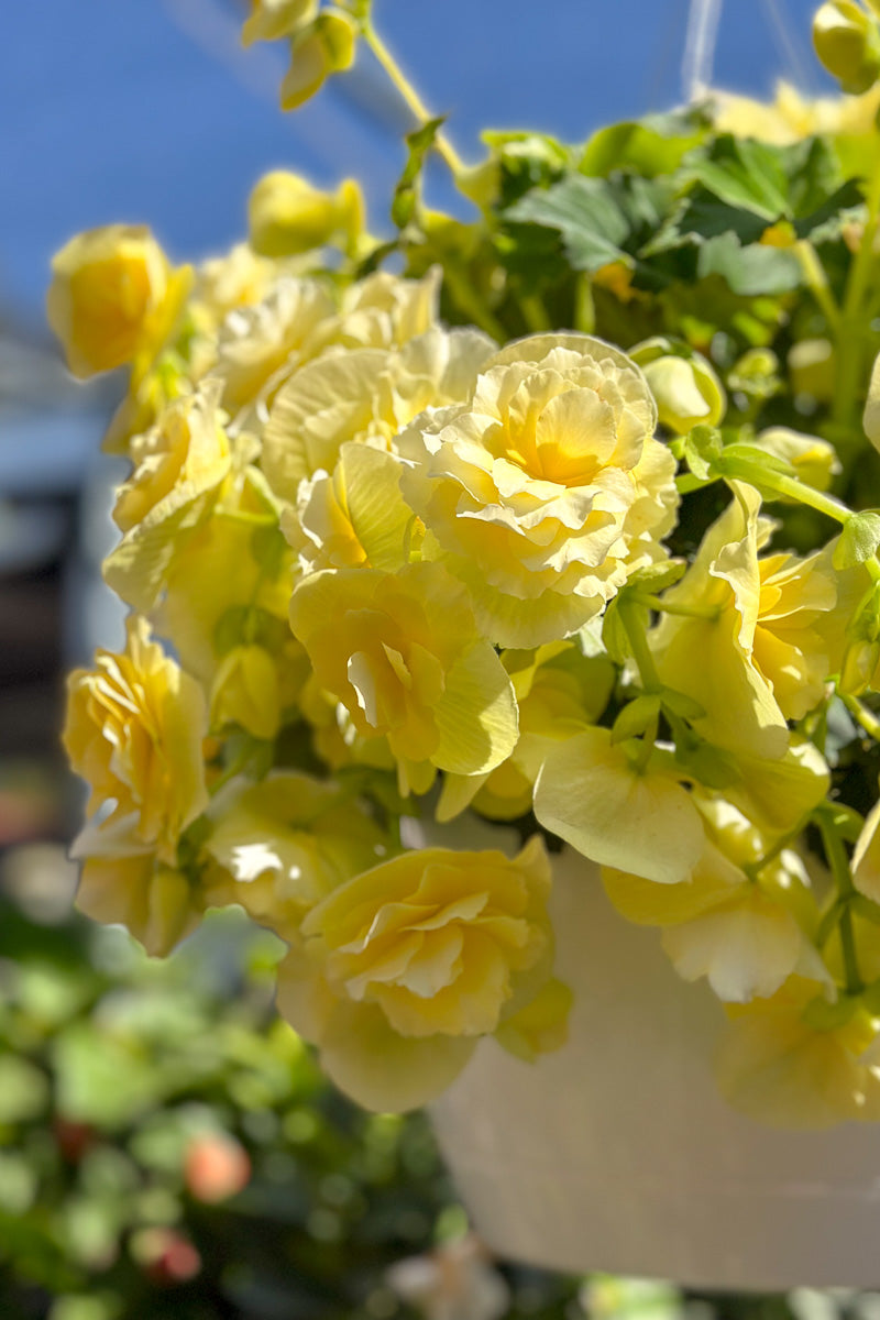 Begonia, Solenia Yellow