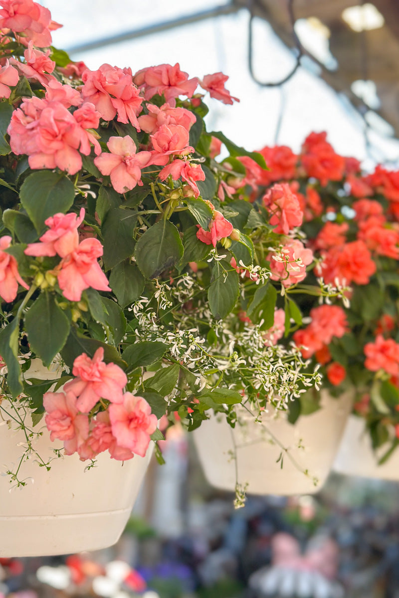 Carnelian, Hanging Basket