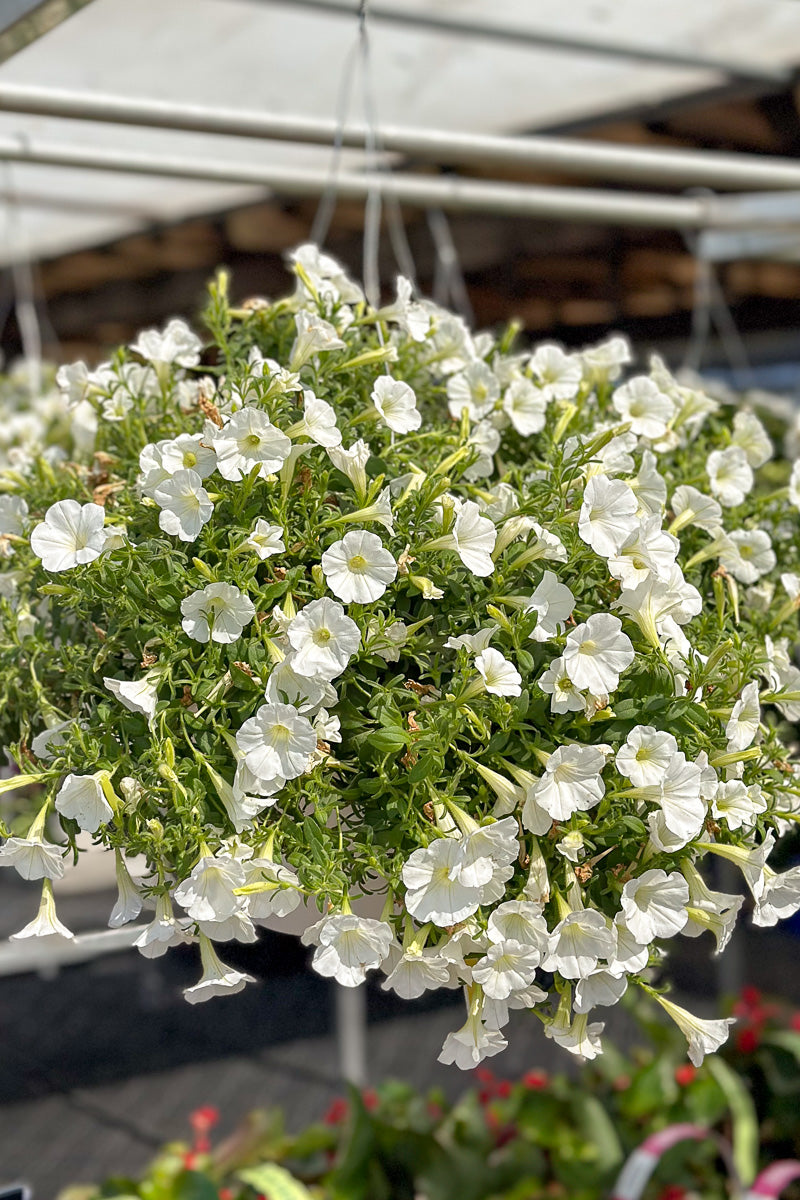 Petunia, Supertunia White