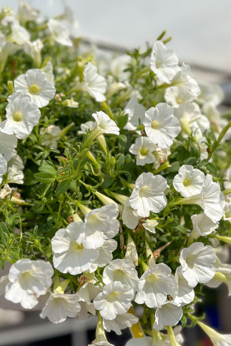 Petunia, Supertunia White