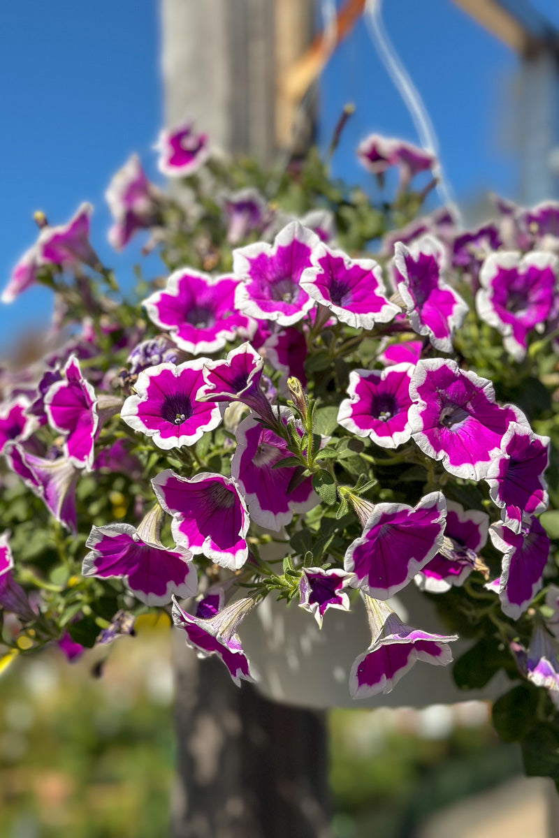 Hoopla Vivid Orchid Supertunia, Mono, Hanging Basket