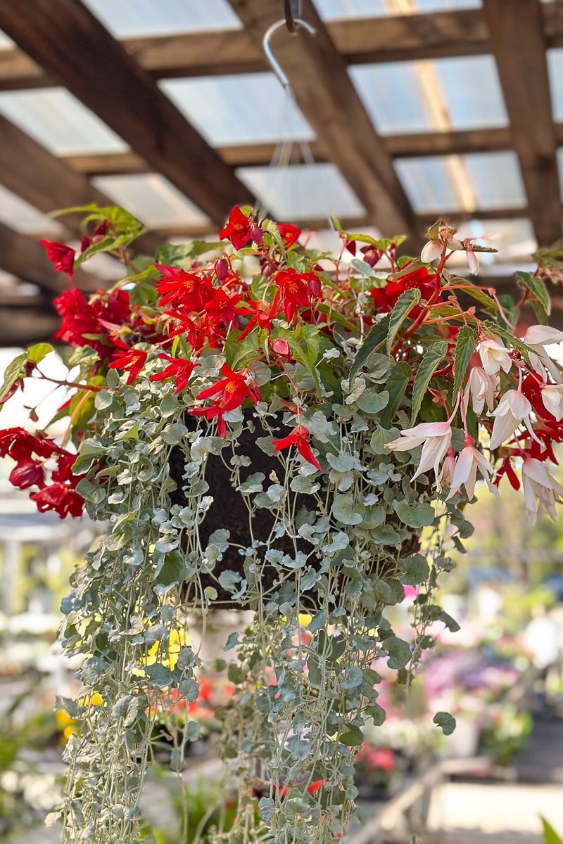 Funky Gypsy, Fiber, Hanging Basket