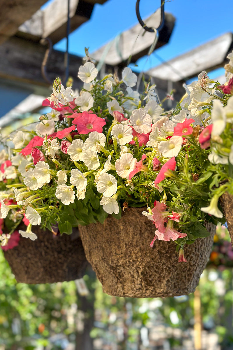 Bloomington, Hanging Basket